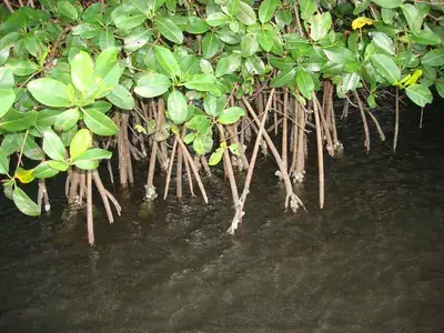 The Swamp and Red Ibiz